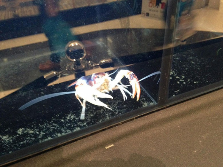 เครย์ฟิช กุ้งน้อยน่ารัก แต่ราคาไม่น้อย