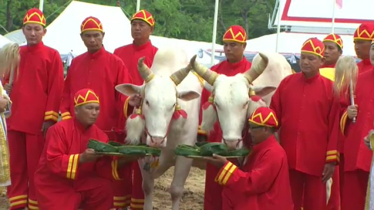 พืชมงคลปี 60 พระโคเสี่ยงทายกิน "ข้าว ข้าวโพด หญ้า" ธัญญาหาร ผลาหารดี น้ำท่าบริบูรณ์