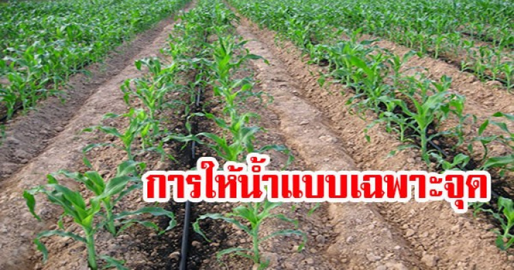 การปลูกมัลเบอร์รี่(หม่อนผลสด)