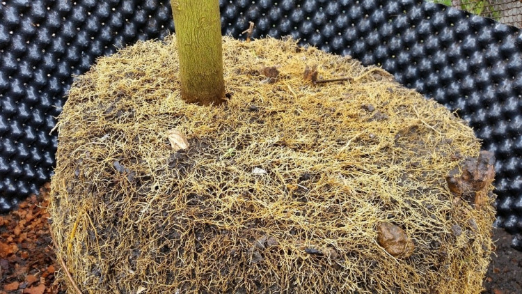 การแก้ไขอาการรากขดในมะนาว (crooked root)