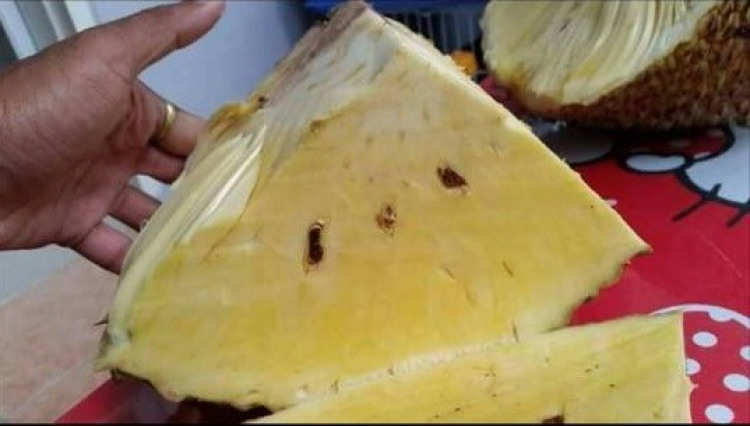 ขนุนไร้เมล็ด ของสวนเกษตรศรีนวล ปราจีนบุรี