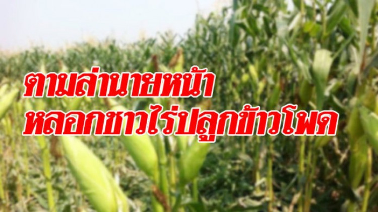 ชาวไร่ช้ำใจ! นายหน้าอ้างเป็นจนท.ป่าไม้ หลอกปลูกข้าวโพด แล้วเงียบหายไม่จ่ายเงิน