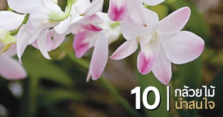 10 อันดับ กล้วยไม้ น่าสนใจ
